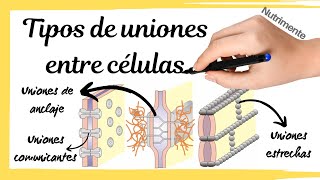 Tipos de UNIONES entre las CÉLULAS [upl. by Aneehsal]