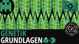 Genetik Grundlagen │Biologie Lernvideo Learning Level Up [upl. by Alemat947]