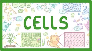 GCSE Biology  Cell Types and Cell Structure 2 [upl. by Jacquenette]