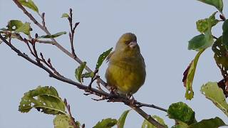 Greenfinch call and song [upl. by Enelyaj329]