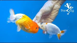 4 Best Goldfish Foods [upl. by Auqinimod]