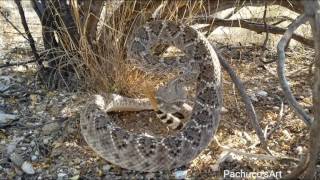 Western Diamondback Rattlesnake wakes up suddenly [upl. by Ronyar199]