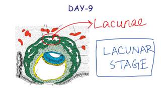 Second Week Of Development  Embryology  Anatomy [upl. by Anola721]