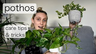 POTHOS Care  Epipremnum Aureum Care Tips amp Tricks [upl. by Anircam346]