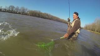 Maumee river walleye run [upl. by Wilder]