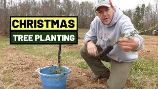 118 Christmas Tree Planting 2020 Canaan Fir and Concolor Fir Greenhouse Plugs [upl. by Aulea]