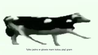 Polish cow dancing Lyrics [upl. by Aiuhsoj]