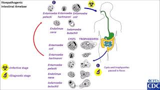 Entamoeba coli and other nonpathogenic life cycles [upl. by Hilliard110]