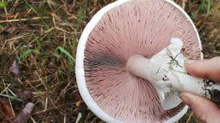 Identifying edible mushrooms  Agaricus arvensis Horse mushroom [upl. by Magdalen]