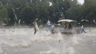 quotSilent Invadersquot Asian Carp 2013 [upl. by Anitsihc521]