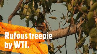 Rufous treepie Bird of India  Tigers Dentist [upl. by Hairahcez]