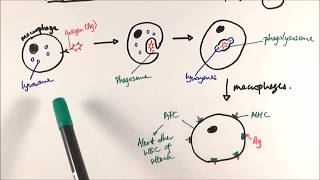 AS Biology  Phagocytosis OCR A Chapter 125 [upl. by Cohn]