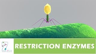 RESTRICTION ENZYMES [upl. by Aubin176]