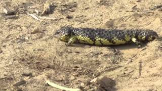 Shingleback  Sleepy Lizard Tiliqua rugosa [upl. by Jabon391]