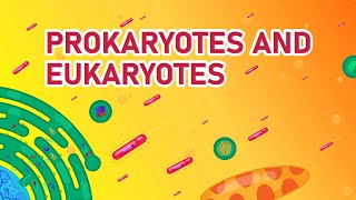 Prokaryotic vs Eukaryotic Cells  Differences Animated [upl. by Aylat]