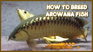 How to Breed Arowana at Home Aquarium  Step by Step Guide [upl. by Danae]