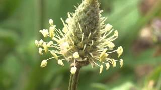 Plant portrait  English plantain Plantago lanceolata [upl. by Lleryd]