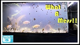 Cloudy Water in a Fish Tank and What to do About It [upl. by Pihc751]