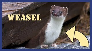 Scheming weasel sounds in old wooden house [upl. by Tatia783]