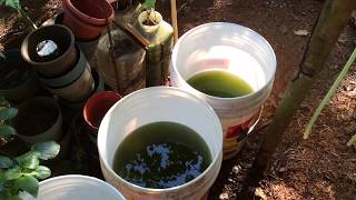 How to grow Green Water Algae [upl. by Jehanna]