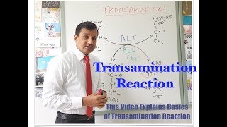 Transamination Reaction [upl. by Annel]