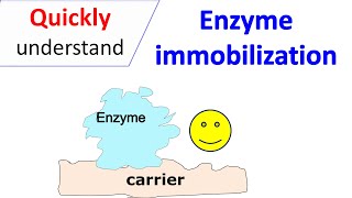 Enzyme immobilization [upl. by Michella]