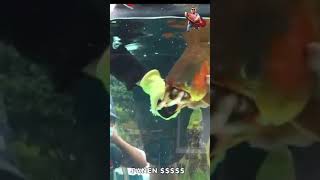 Rare Arowana breeding Getting baby Arowana out from male Arowanas mouth monsterfish arowana [upl. by Eolanda]