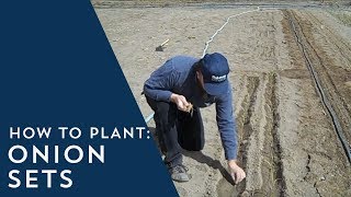 How to Plant Onion Sets [upl. by Aneehsar]