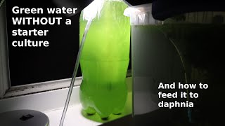 Green Water WITHOUT a Starter Culture  From Scratch  How To [upl. by Aluino]