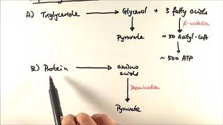 A2 Biology  Respiratory substrates OCR A Chapter 186 [upl. by Zeuqram]