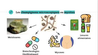 Les champignons microscopiques 🧫 [upl. by Notnats]