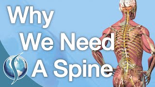 Why We Need A Spine [upl. by Lleznod716]