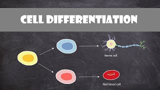 Cell Differentiation amp Gene Expression  Cell Biology [upl. by Kellyann]