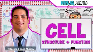 Cell Biology  Cell Structure amp Function [upl. by Eileek]