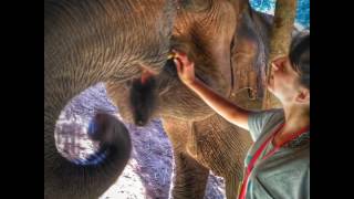 Chiang Mai Elephant Jungle Sanctuary Tour [upl. by Areem]