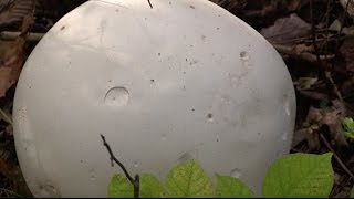 How to Identify and Eat White Puffball Mushrooms [upl. by Erasmo]