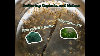 How To Culture Daphnia and Moinas using Green Water Spirulina powder [upl. by Hada]