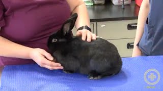 Exam Tips for Handling Rabbits [upl. by Hpesojnhoj]