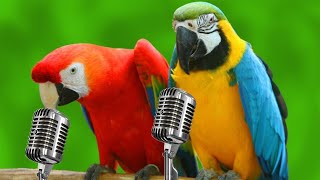 Parrots Singing  Funny Parrots Singing Songs [upl. by Nomihs]