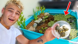 WORLDS smallest DIY BACKYARD TURTLE POOL POND [upl. by Myk176]