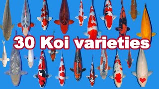 30 Koi Fish varieties types and characteristics [upl. by Acinomaj819]