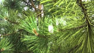 Pinus Nigra Nigra  The Austrian Black Pine  Irish Tree Centre Review [upl. by Shoifet]