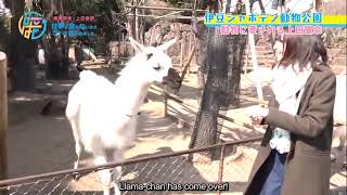 Eng Sub How animals react differently to Rie Takahashi and Reina Ueda  Shigohaji [upl. by Ambert186]