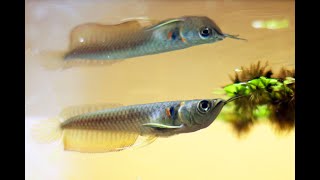 Best Top 10 Baby Arowana Fish Feeding  Small Arowana Feeding [upl. by Toombs]