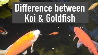 Difference between Koi amp Goldfish [upl. by Delorenzo]