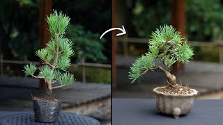 Creating a Pine Bonsai [upl. by Daniele339]