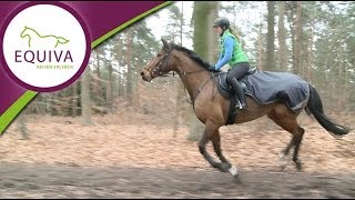 Reiten  Konditionstraining im Wald [upl. by Decker]