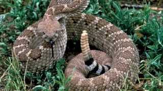 Rattle Snake Sounds and Pictures [upl. by Dibb]