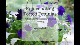 How to Prune Petunias when they get leggy [upl. by Ahscrop]