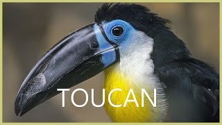 Toucan sound effect egzotic toucan bird sound [upl. by Yendys]